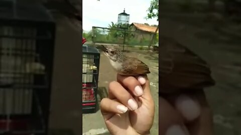 SEKALI PANGGIL BURUNG CIBLEK GUNUNG LANGSUNG NYAUT