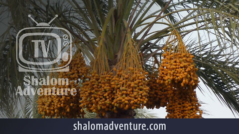 Tu B’Shevat. Date Palm Tree