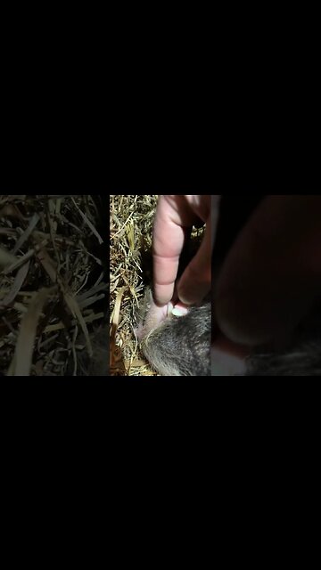 Pig Teeth and Scratchies! 🐷