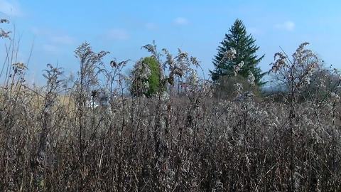 More people looking at 'green burials' in Ohio