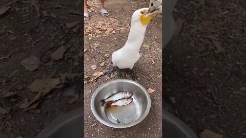 Don't worry, I don't eat much, Like a bird. Bird:#shorts