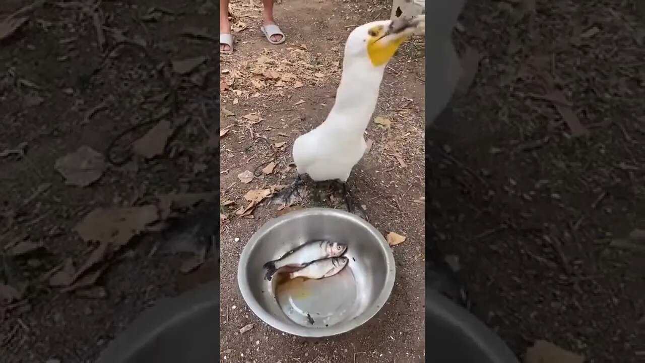 Don't worry, I don't eat much, Like a bird. Bird:#shorts