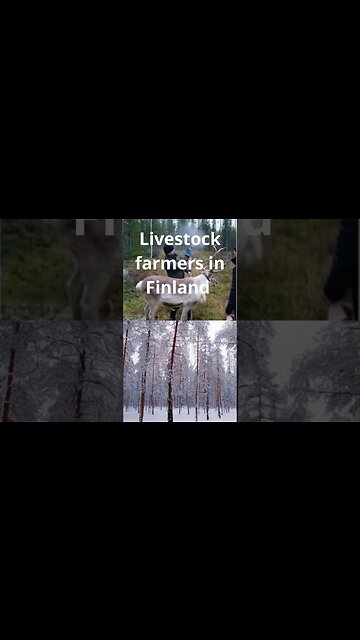 Livestock farmers in Finland spray reflective paint #shorts