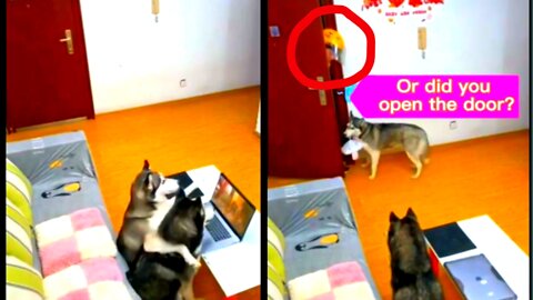 This dog open the door, and then see what happens