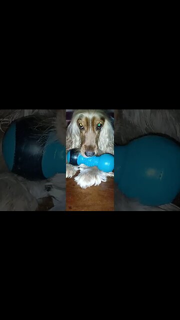 #dogshow , #animals , #dogs , #shorts