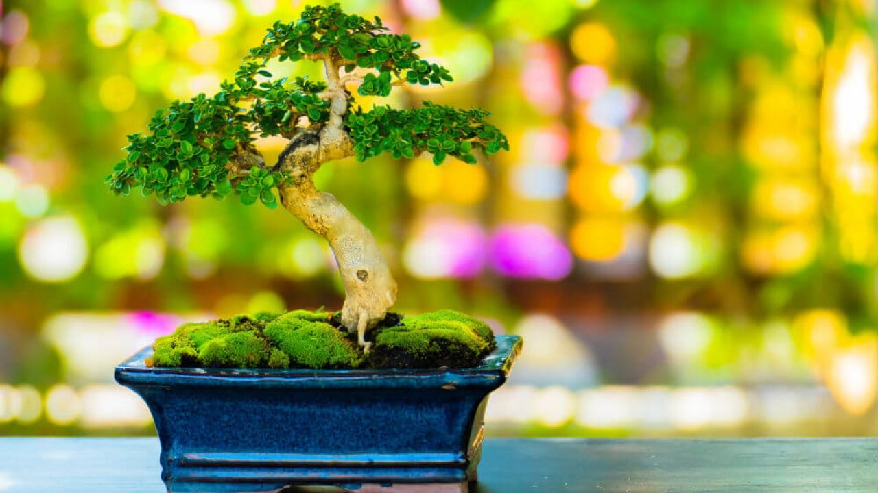 How to Create A Bonsai Tree