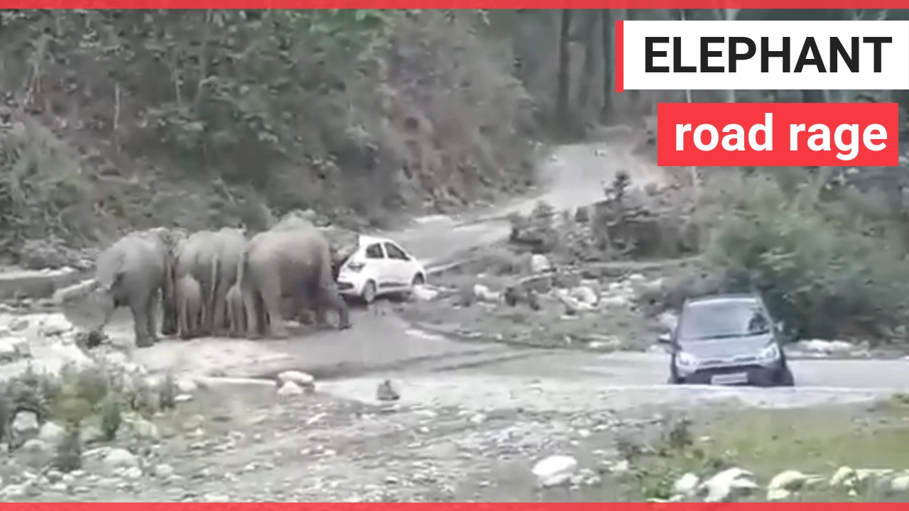 Wild elephants go berserk and rammed two cars on a highway to clear their migration route