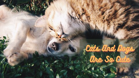 Cats And Dogs Are So Cute