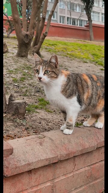 Cat Standing on Bricks