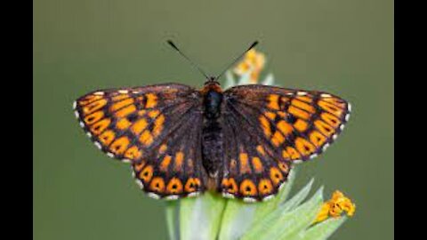 Resting butterfly