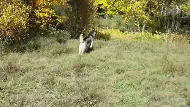 Husky pulls off flawless deer impression