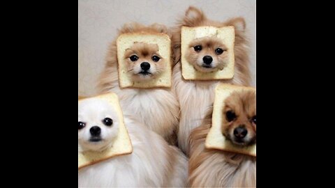 Best Funny Animal Videos Of The 2023 🤣 - Funniest Cats And Dogs Videos 😺😍