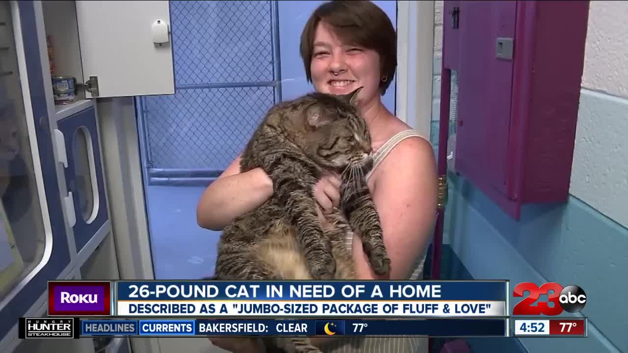 Check This Out: 26-pound cat in need of a home