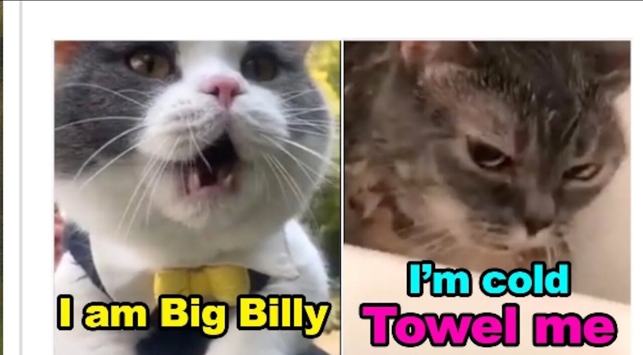 Funny cat talking!!!!!!!!!???