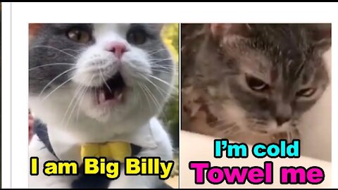 Funny cat talking!!!!!!!!!???