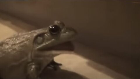 Frogs Screaming Compilation