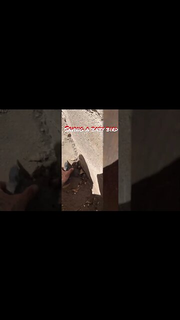 Saving a baby bird Chattin with Staxx #joerogan #mrbeast #nojumper