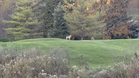 Coyote first sighting