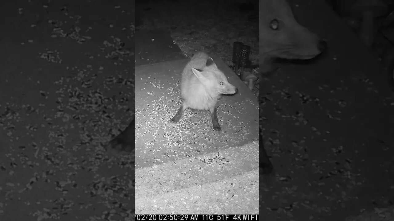 The Fox Is Afraid Of Something #Shorts 😬