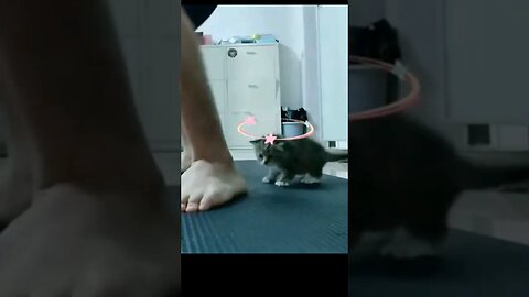 Bouncing Kitten