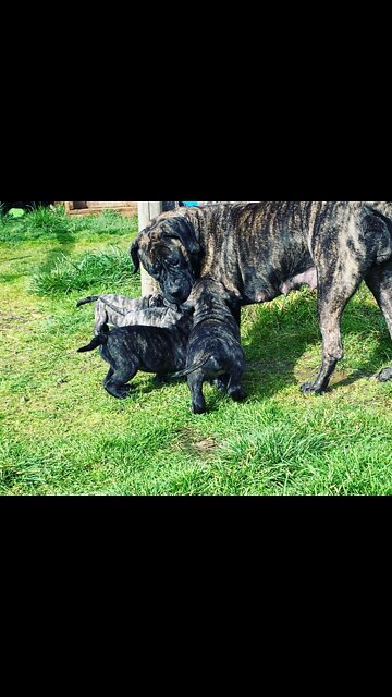 Feeding Mastiff Puppies a Homemade Raw Food Diet!
