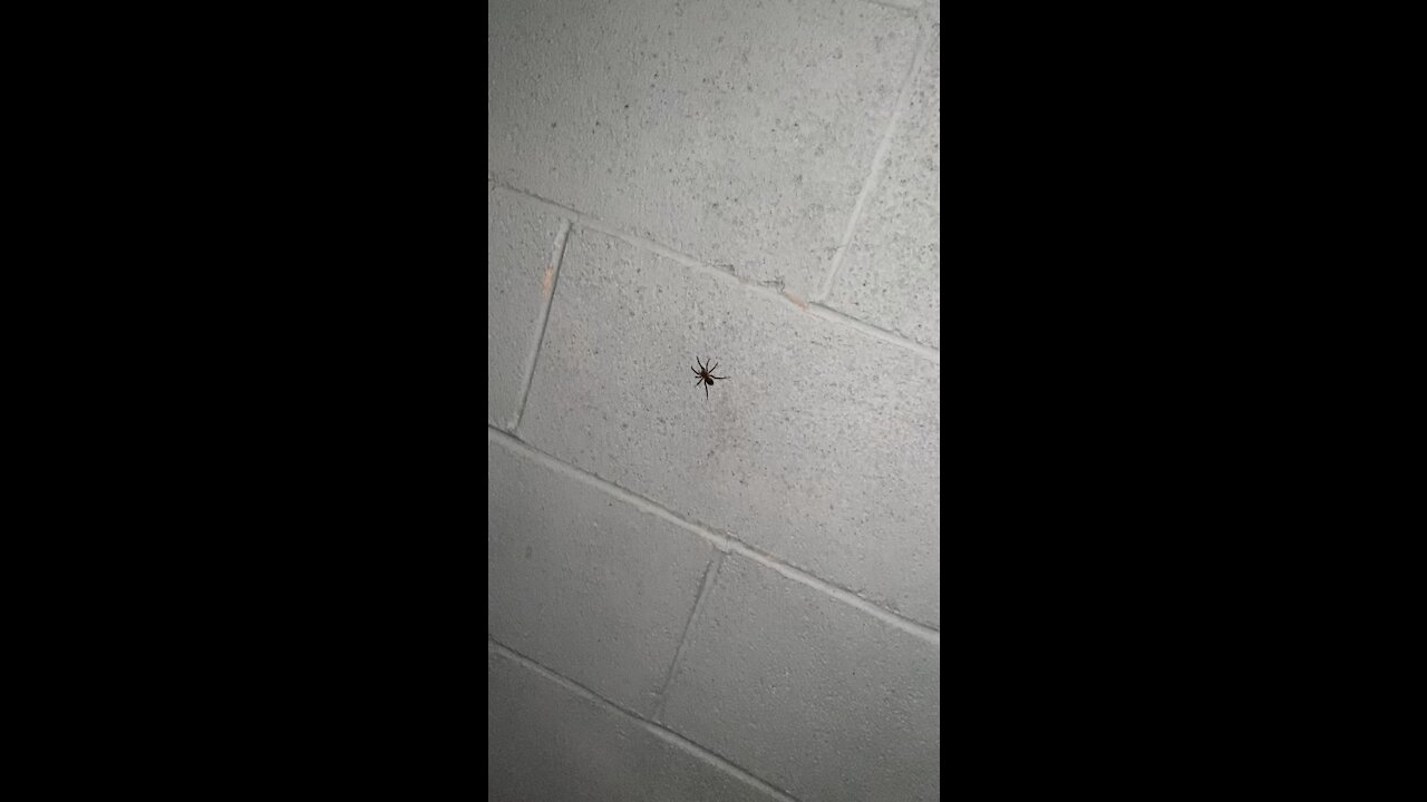 Scary spider