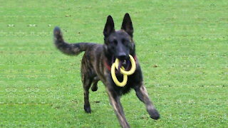 German Shepherd dog playing in the garden