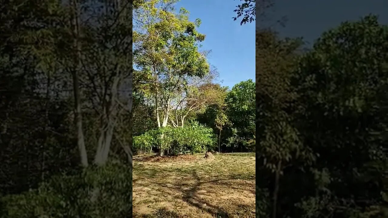 Jungle Temple Thailand