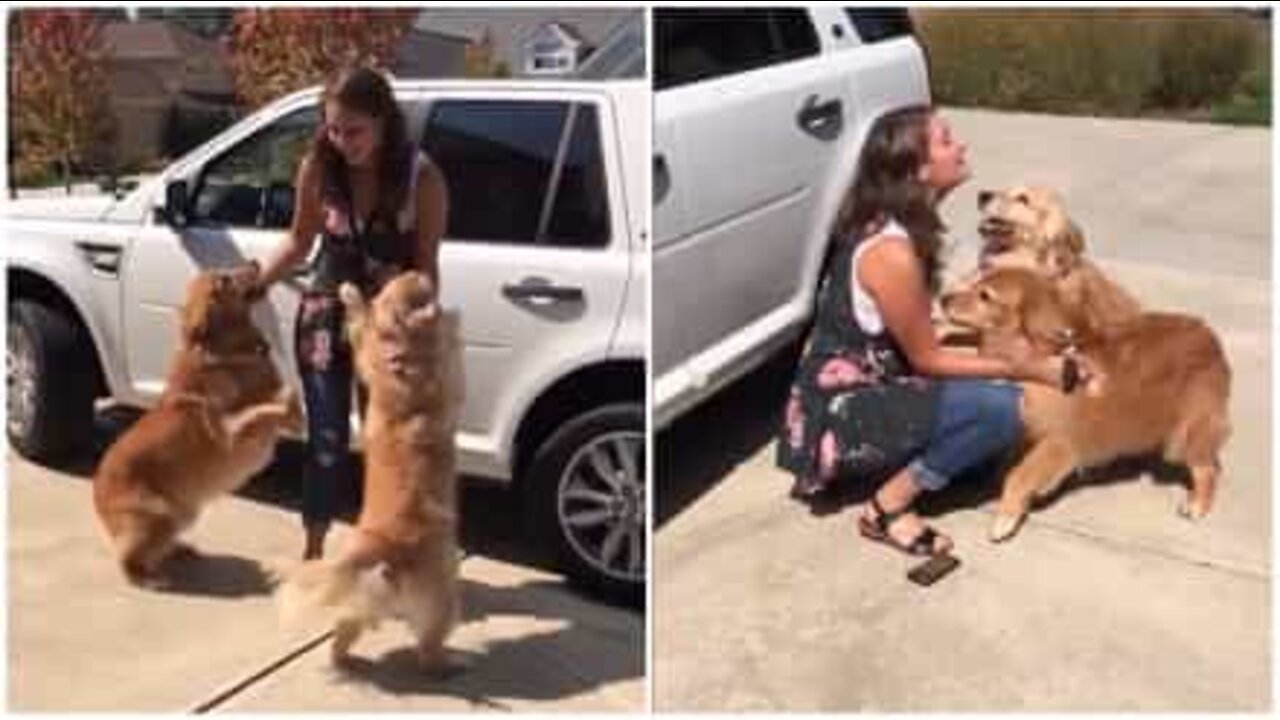 Cani accolgono la padrona in modo entusiasmante