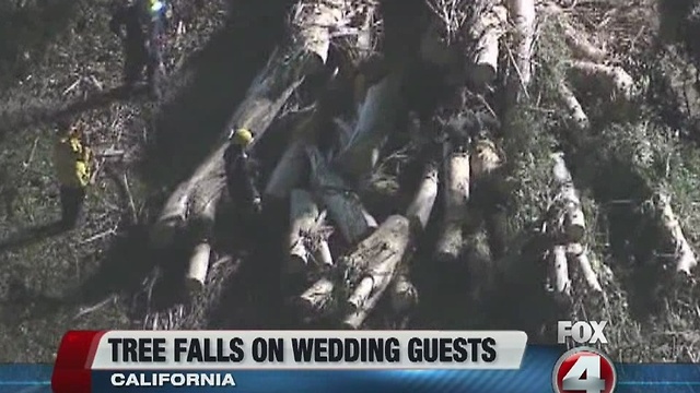 Tree falls on wedding party