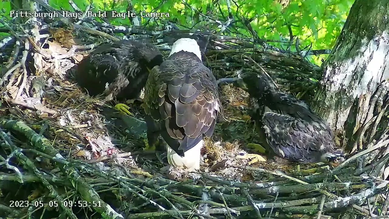 Hays Eagles H20 casts a pellet, "ahh that feels better, now I can eat"! 05-04-2023 09:53am