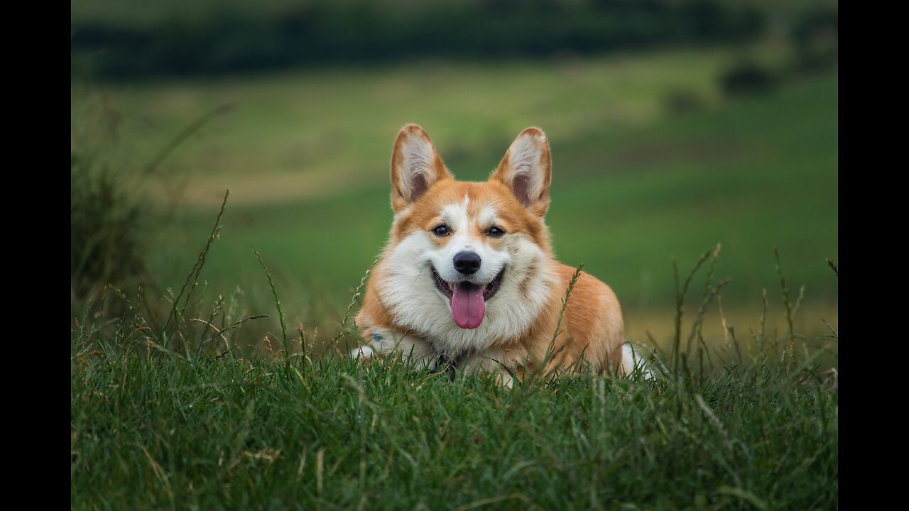 💎The benefits of having an obedient dog