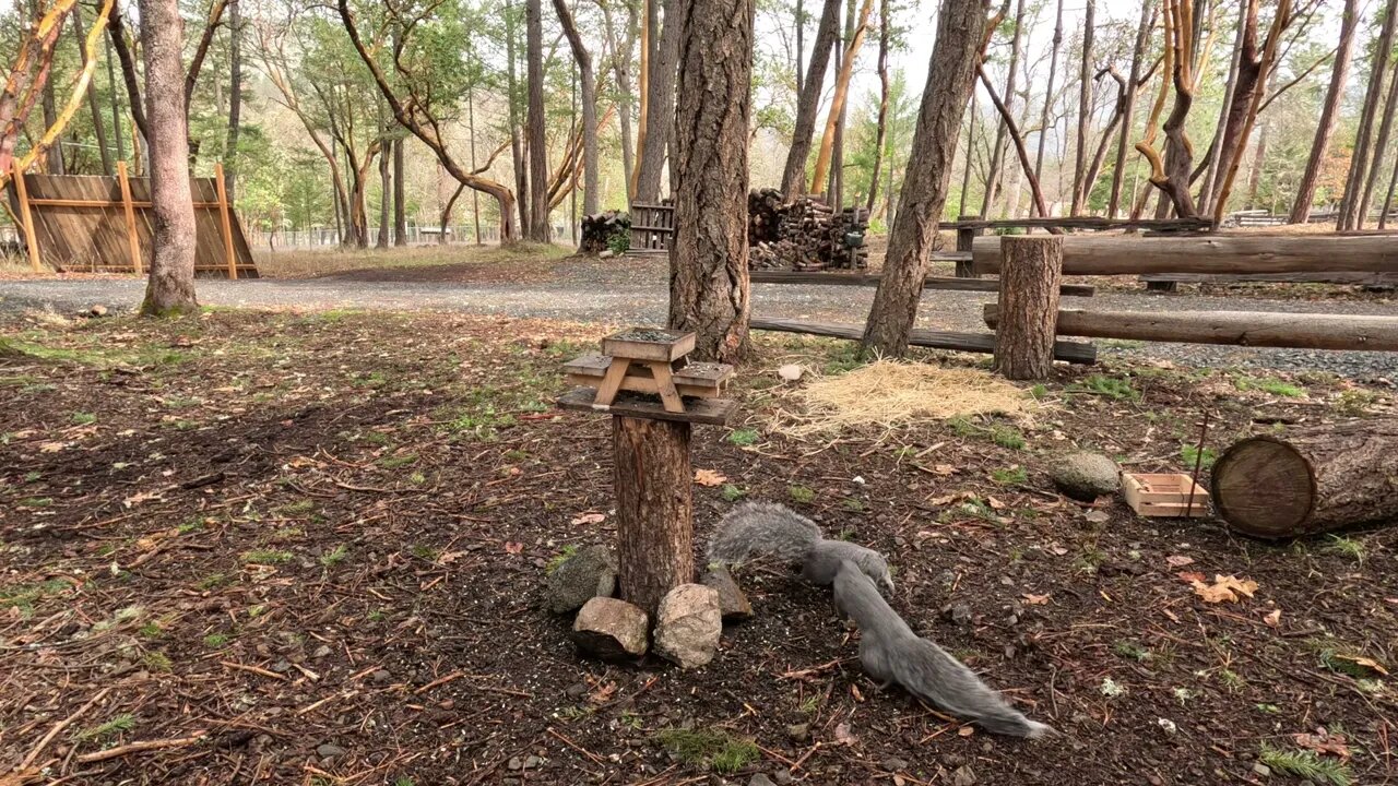 Fighting Grey Squirrels SLO-MO Scary!