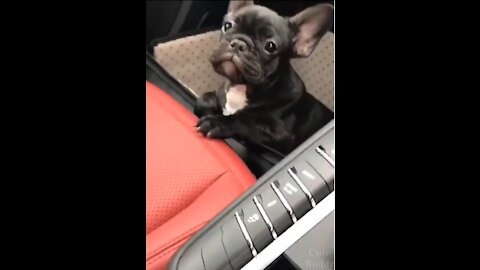 Funny dog videos -2021-