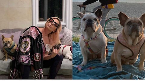 Lady Gaga's Stolen Dogs Have Been Returned Safely But The Thieves Are Still Out There