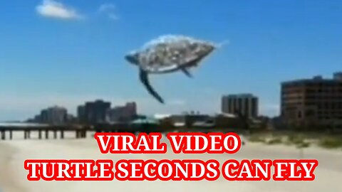 VIRAL VIDEO TURTLE SECONDS CAN FLY