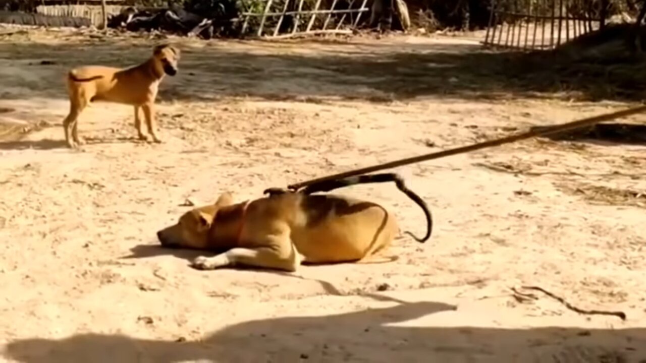 fake Lion and Fake Tiger Prank To dog - Huge Box Prank to dog So Funny