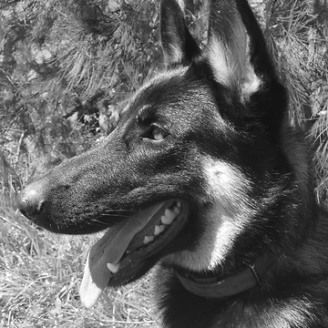 German shepard enjoys massive carrot