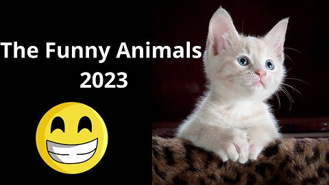 funny animals 2023