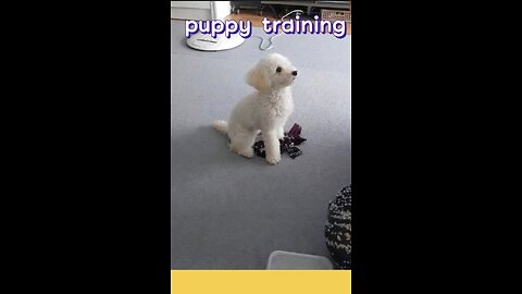 PUPPY TRAINING♡