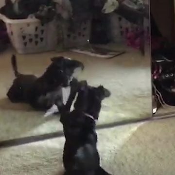 Dog Finds A New Friend In Mirror
