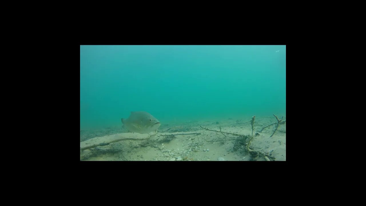 bass on the underwater camera
