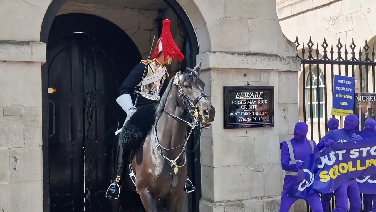 Just stop scrolling protesters spook the kings guards horse dressed head to toe in purple.