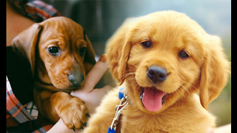 Cute puppy dogs