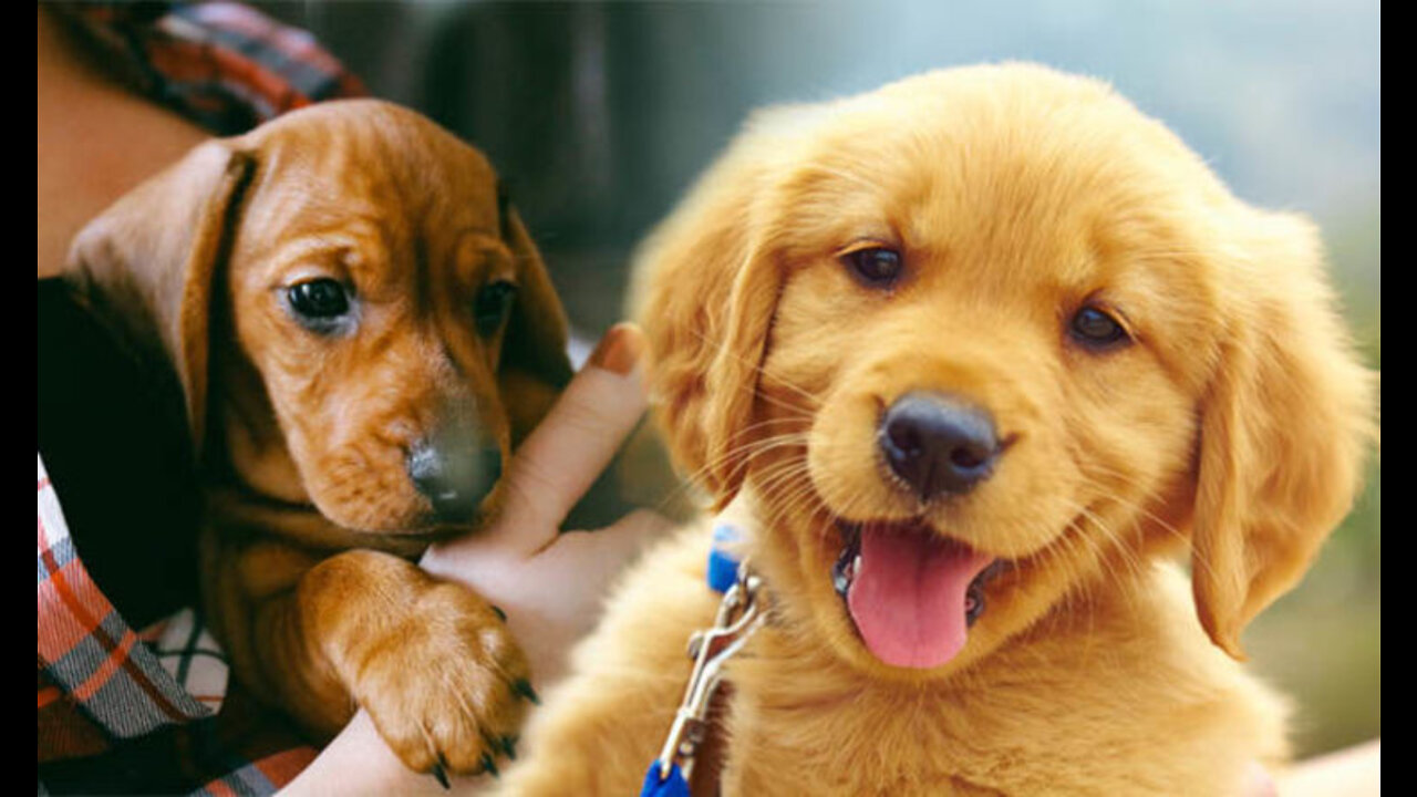 Cute puppy dogs