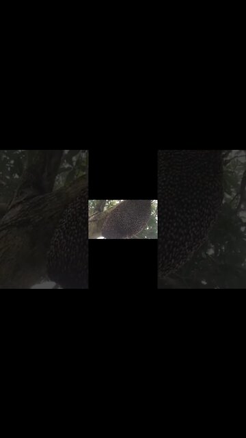 මී මැස්සො මීපැණි ආරක්ෂා කරන හැටි (How bees protect honey) #shorts #bees #honey