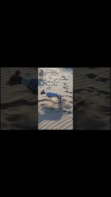 Сумасшедший пёсель🤪 #wippet#shorts