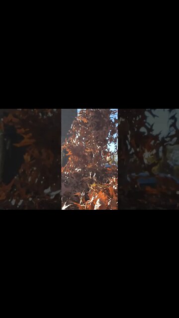 What a Great Day🌞🍁