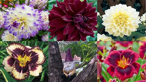 FIVE New Edible Flowers!