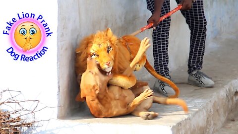 🤣Funny Dog reactions to 🦁fake lion pranks[Can not stop laughing]